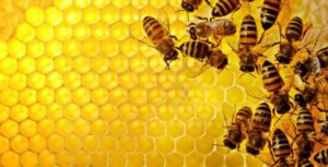 Arıcılık Hibe Destekleri 2018-09-22
