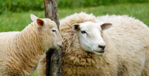 Koyun Yetiştiriciliği ve Kredi Destekleri