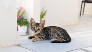 Tekir Kedilerin Özellikleri ve Bakımı | bilgibankan.com