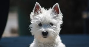 İskoç Terrier Özellikleri | bilgibankan.com