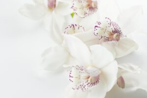 Orkide Nasıl Çiçek Açtırılır?
