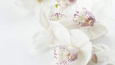 Orkide Nasıl Çiçek Açtırılır? | bilgibankan.com