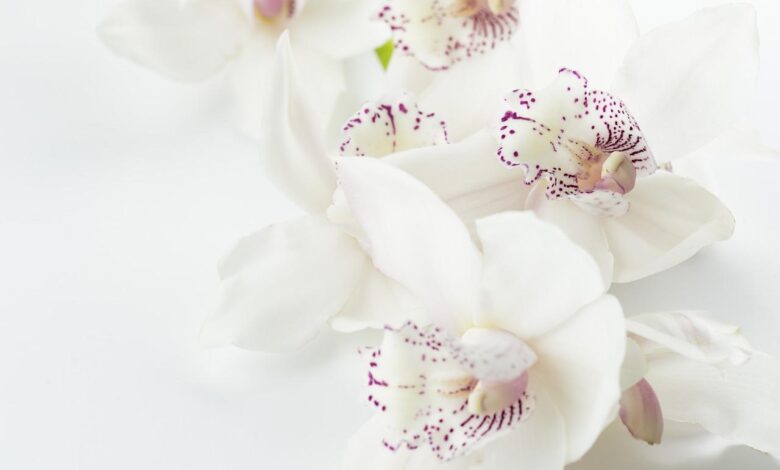 Orkide Nasıl Çiçek Açtırılır? | bilgibankan.com